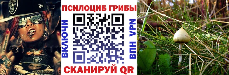 Псилоцибиновые грибы Psilocybe Сельцо